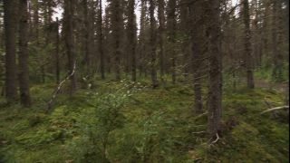 Link to Video