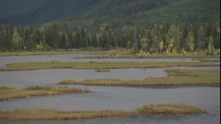 Link to Video