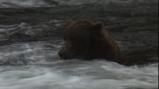 Link to Video