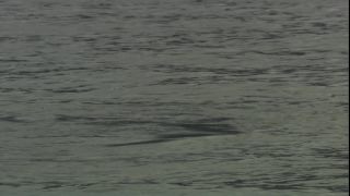 Link to Video