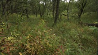 Link to Video