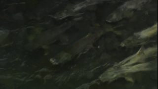 Link to Video