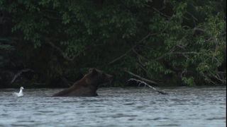 Link to Video