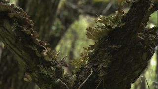 Link to Video