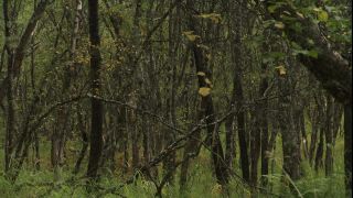 Link to Video