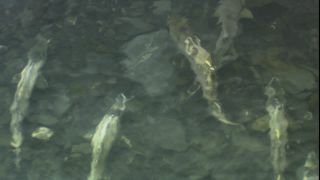 Link to Video