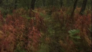 Link to Video