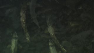 Link to Video
