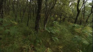 Link to Video