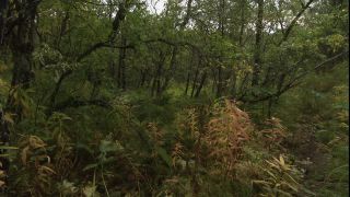 Link to Video