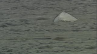 Link to Video