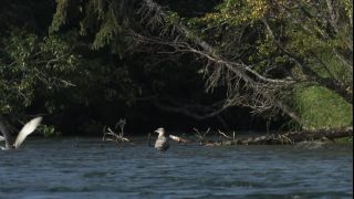 Link to Video