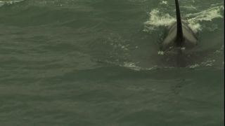 Link to Video