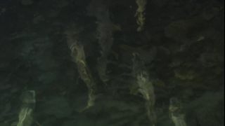 Link to Video