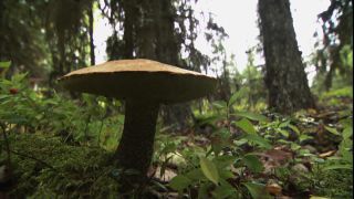 Link to Video