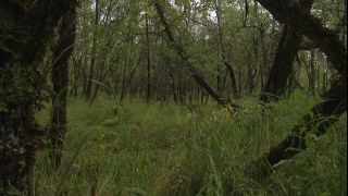 Link to Video