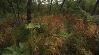Link to Video