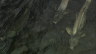 Link to Video