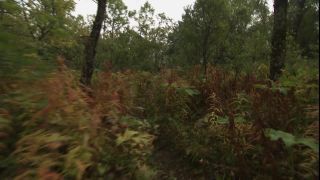 Link to Video