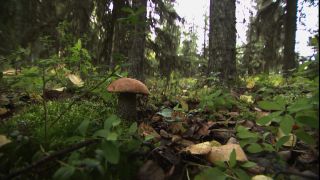 Link to Video