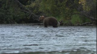 Link to Video
