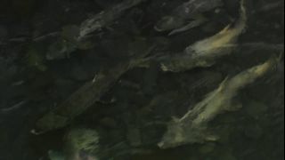 Link to Video