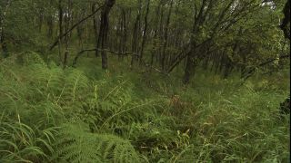 Link to Video