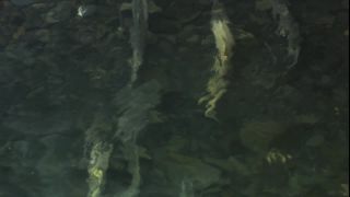 Link to Video