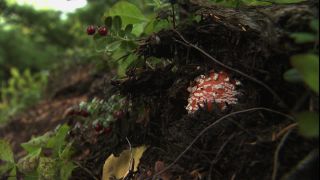 Link to Video