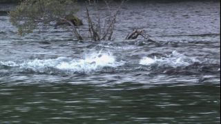 Link to Video