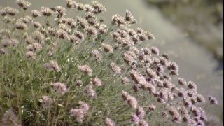 Link to Video