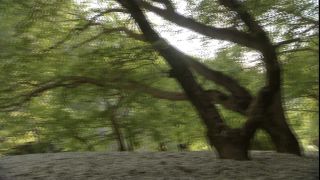 Link to Video