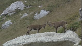 Link to Video