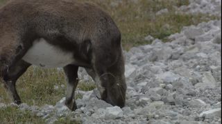 Link to Video