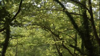 Link to Video