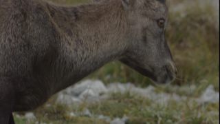 Link to Video