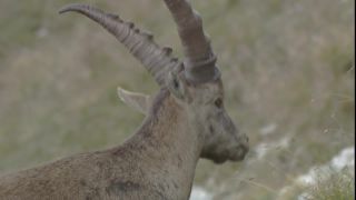 Link to Video