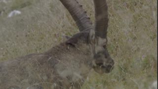 Link to Video
