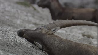 Link zum Video