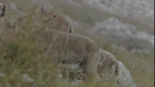 Link to Video