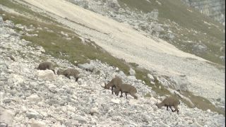 Link to Video