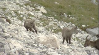 Link to Video