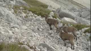 Link to Video