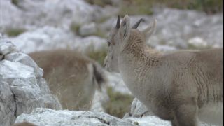Link to Video