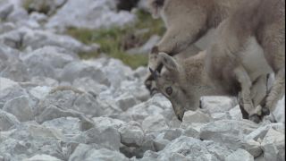 Link to Video