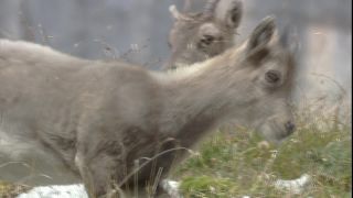Link zum Video