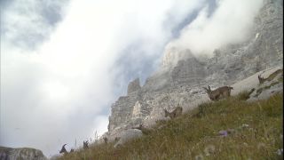 Link to Video