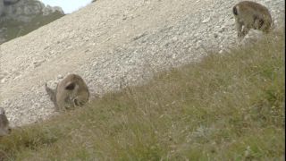 Link to Video