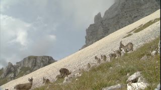 Link zum Video