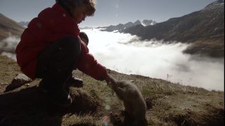 Link to Video | Fressen, color, animal